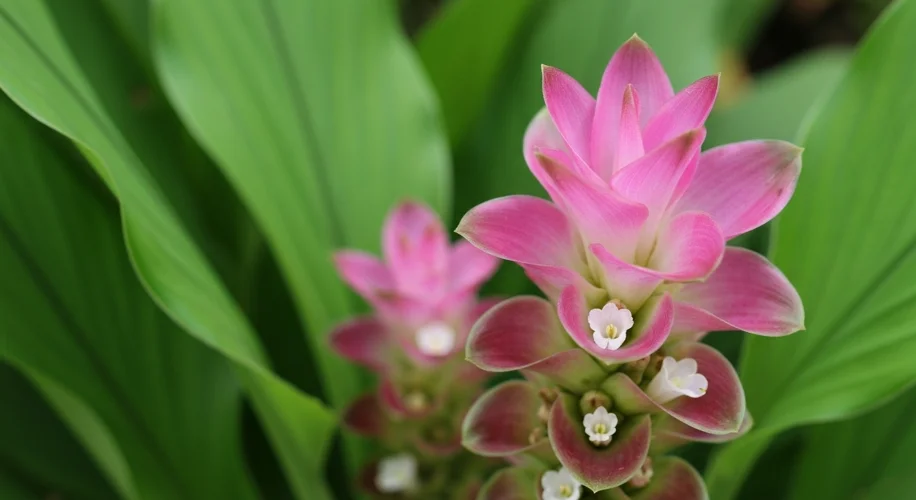 Turmeric Flowers: Beauty from Your Garden to Your Kitchen