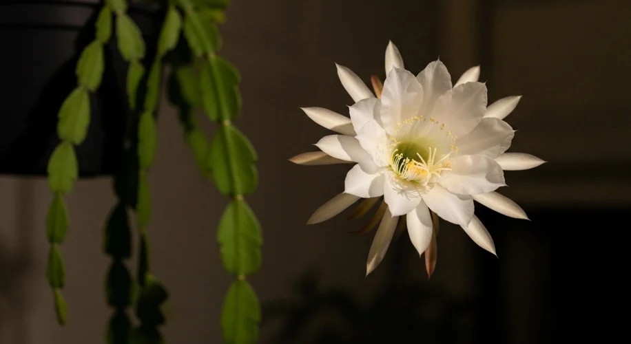 Queen of the Night Cactus Care: Identify and Grow This Unique Houseplant