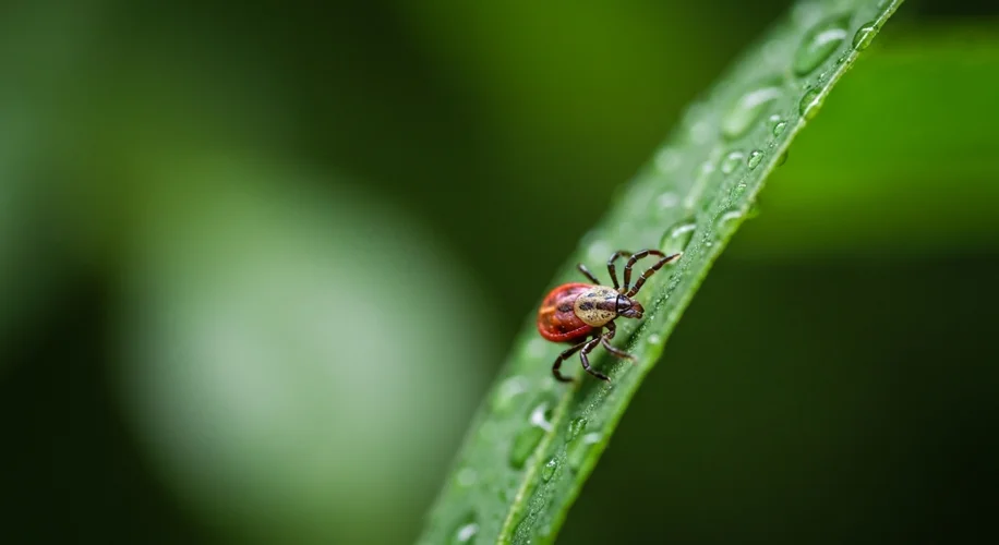 Warmer, Wetter World: Climate Change and Tick-Borne Diseases