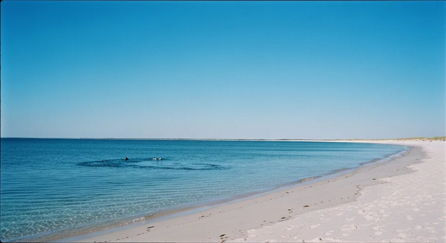 Cape Cod's Waters Carry a New Concern: Vibrio Vulnificus