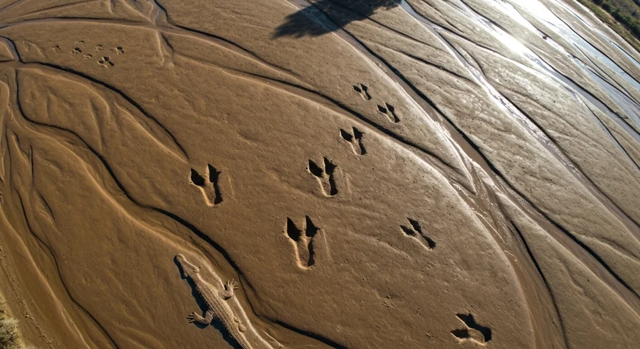 Texas Floods Uncover 100 Million Year Old Dinosaur Tracks